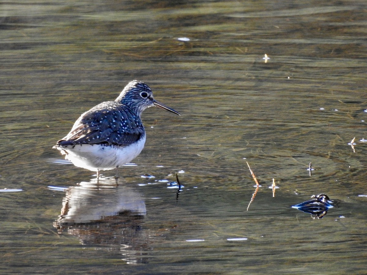 Solitary Sandpiper - Cindy Burley