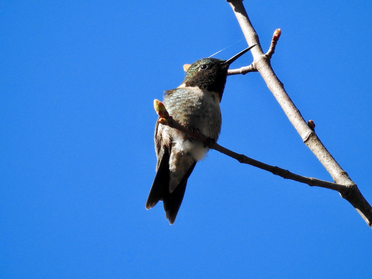 Ruby-throated Hummingbird - Cindy Burley