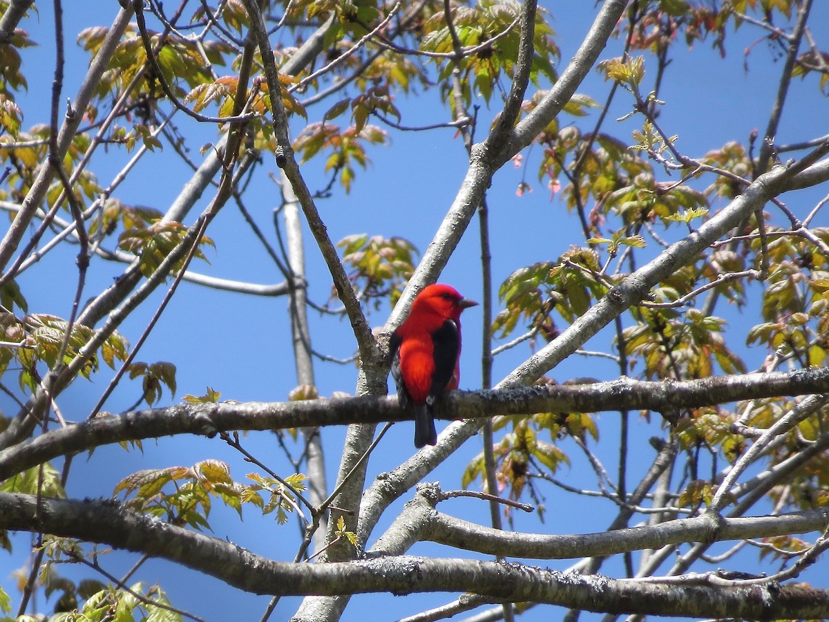 Scarlet Tanager - ML100436031