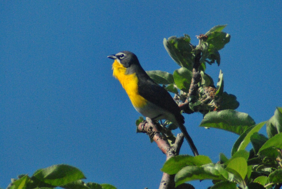Yellow-breasted Chat - Sean Cozart