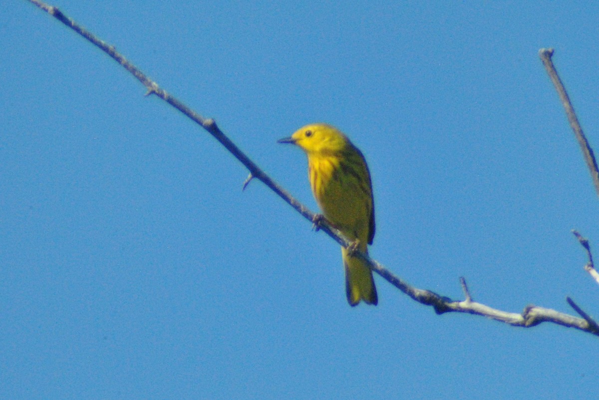 Yellow Warbler (Northern) - Sean Cozart