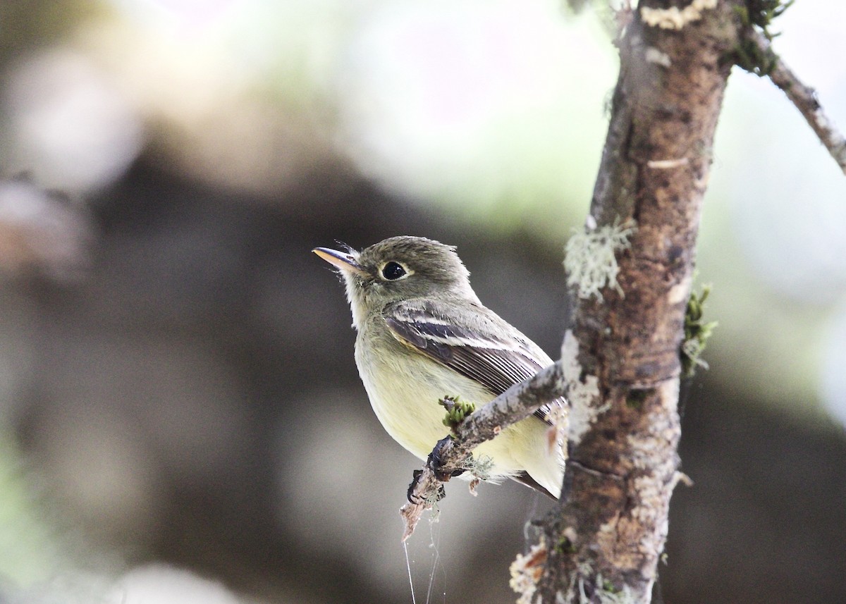 Western Flycatcher (Pacific-slope) - Dave Bengston