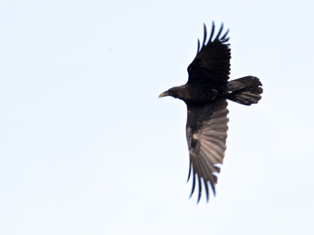 Brown-necked Raven - ML100440031