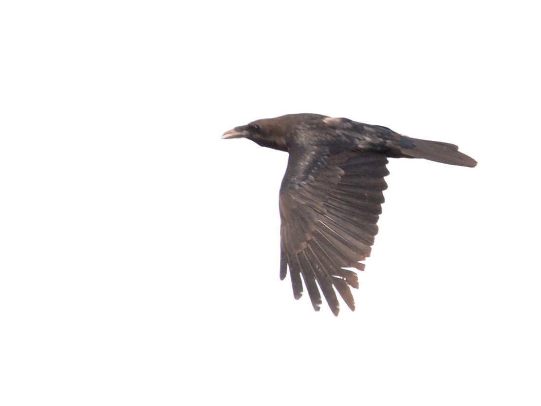 Brown-necked Raven - Alan Van Norman