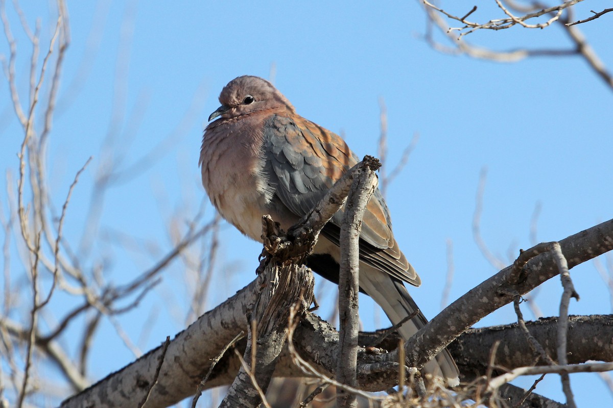 Laughing Dove - Ray Turnbull