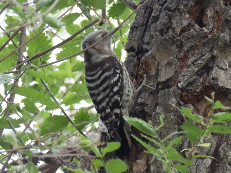 Japanese Pygmy Woodpecker - Lancy Cheng