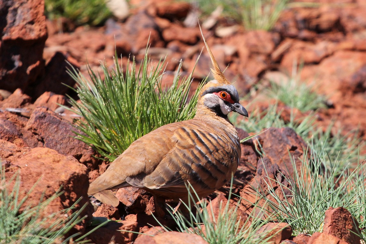 Spinifex Pigeon - Ray Turnbull