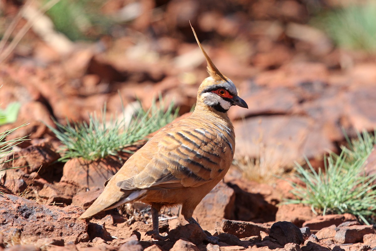 Spinifex Pigeon - Ray Turnbull