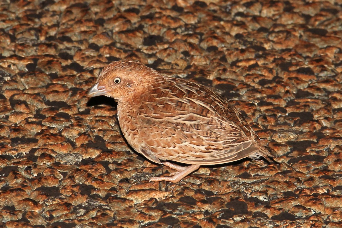 Little Buttonquail - Ray Turnbull