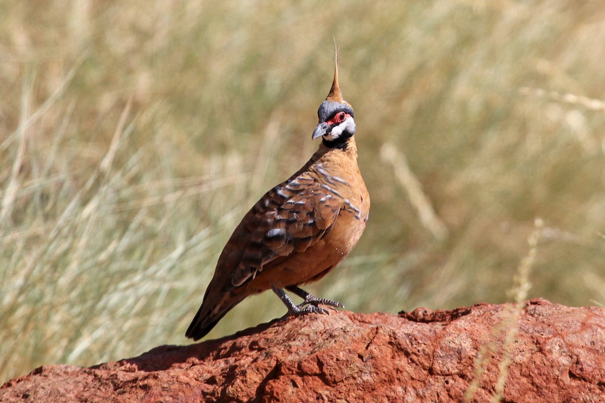 Spinifex Pigeon (Rufous-bellied) - Ray Turnbull