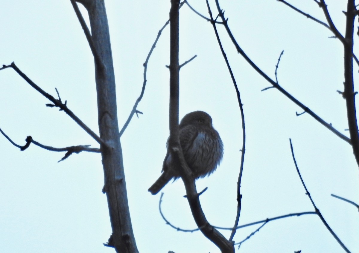 Northern Pygmy-Owl - ML100441611