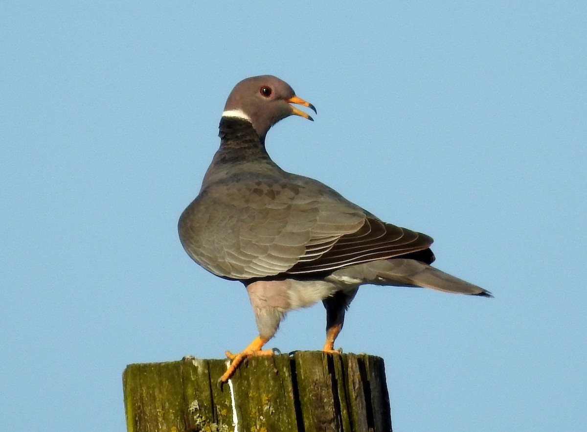 Band-tailed Pigeon - ML100442041