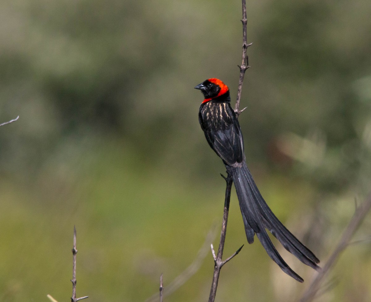 Red-cowled Widowbird - Kevin Vande Vusse