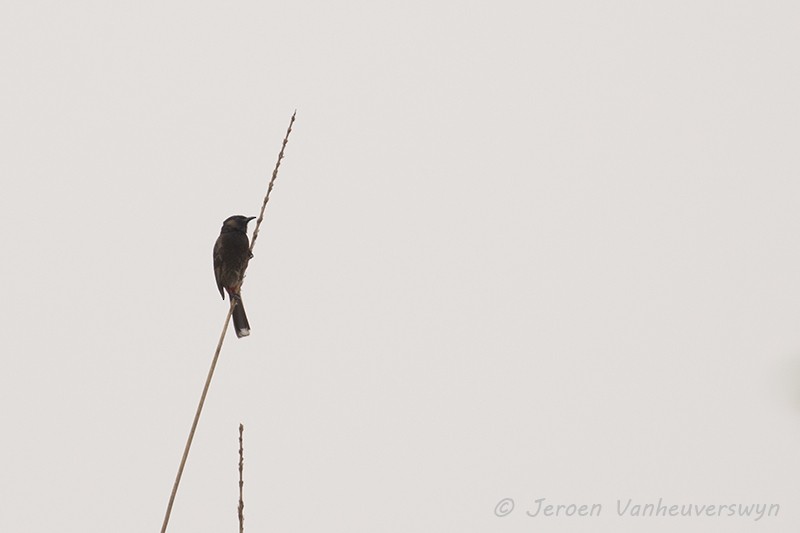 Red-vented Bulbul - ML100446191