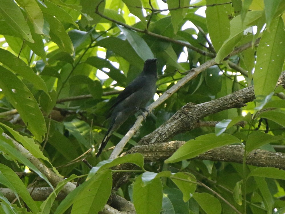 Black-winged Cuckooshrike - Subhadra Devi