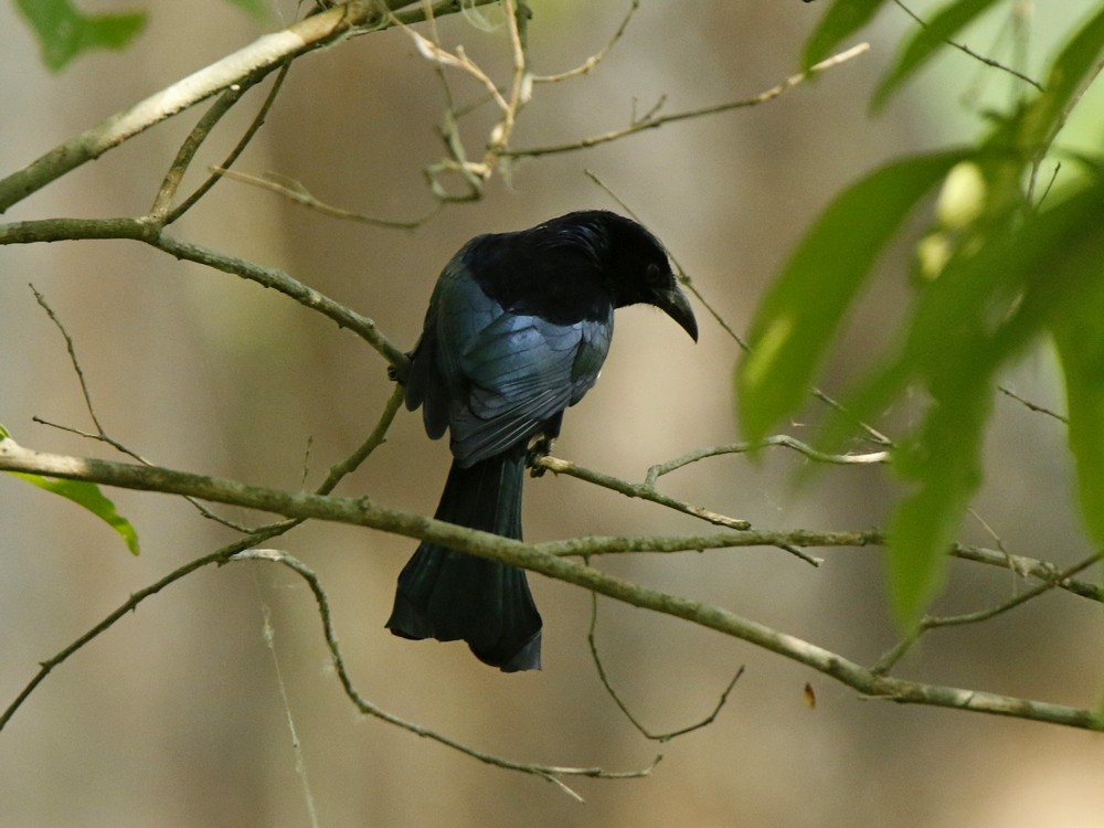 Hair-crested Drongo - ML100447081