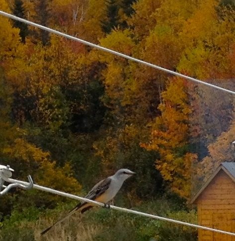 Scissor-tailed Flycatcher - Études des populations  d'oiseaux du Québec