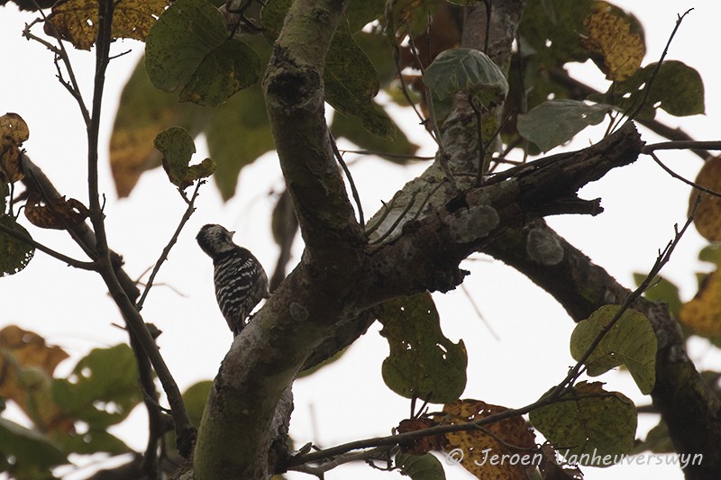 Gray-capped Pygmy Woodpecker - Jeroen Vanheuverswyn