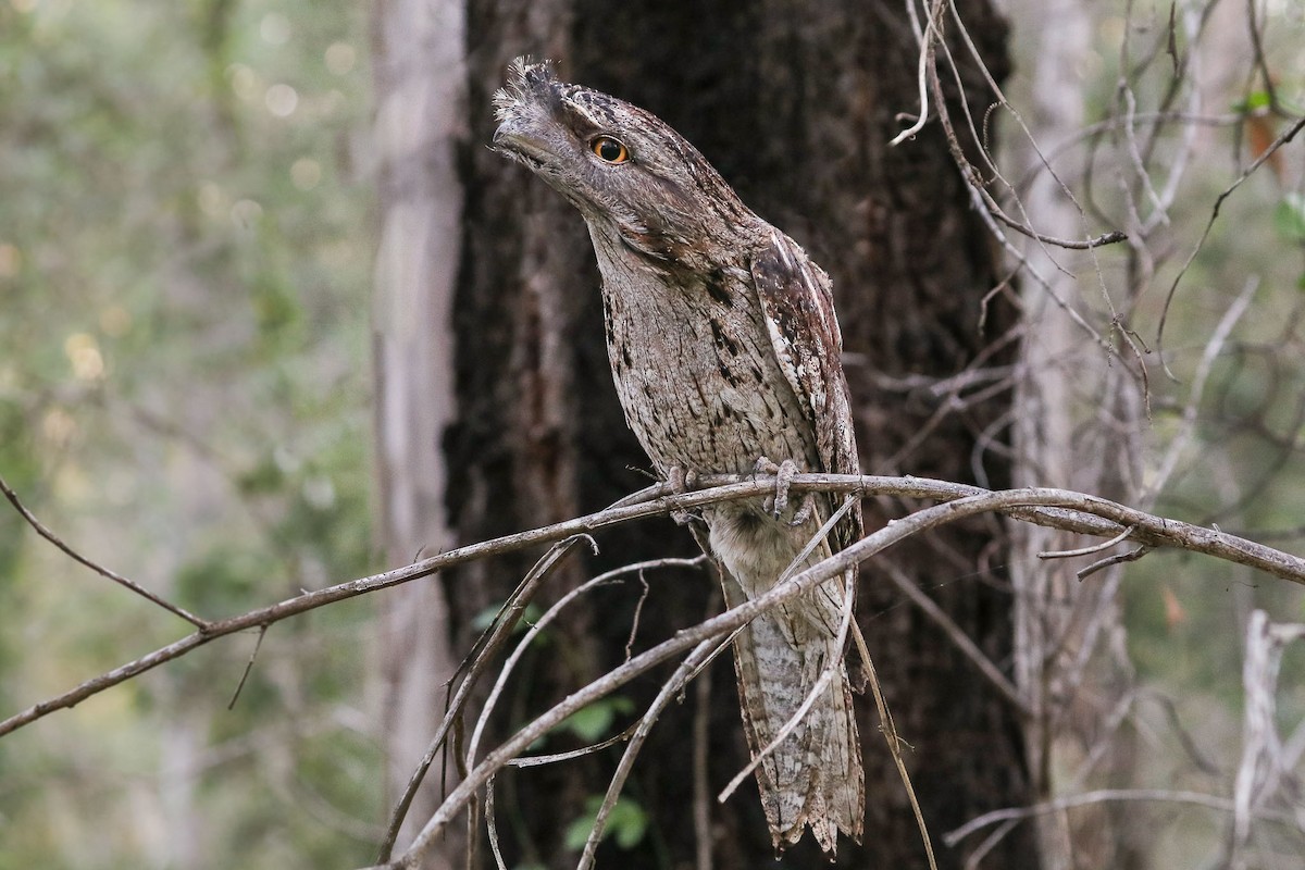 Tawny Frogmouth - Ged Tranter