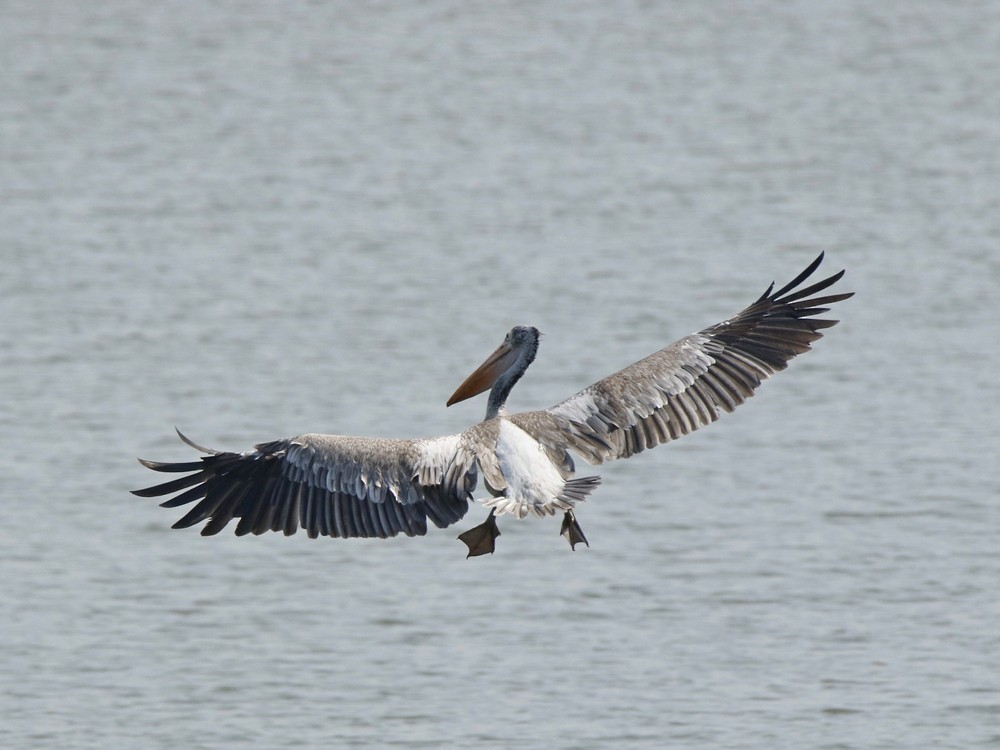 Spot-billed Pelican - Subhadra Devi