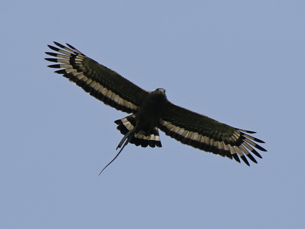 Crested Serpent-Eagle - ML100448221