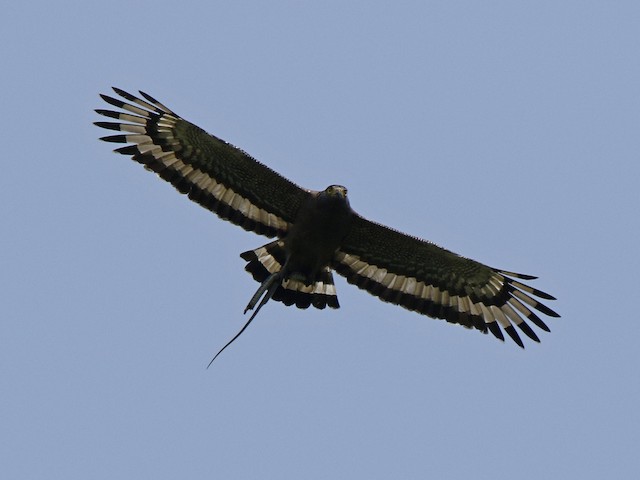 Crested Serpent-Eagle