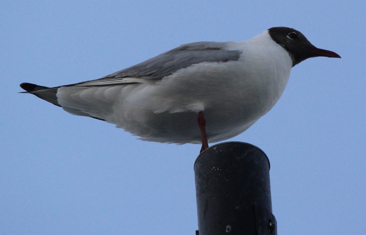 Mouette rieuse - ML100448641