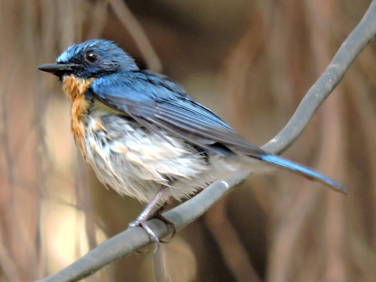 Tickell's Blue Flycatcher - prashant bhagat