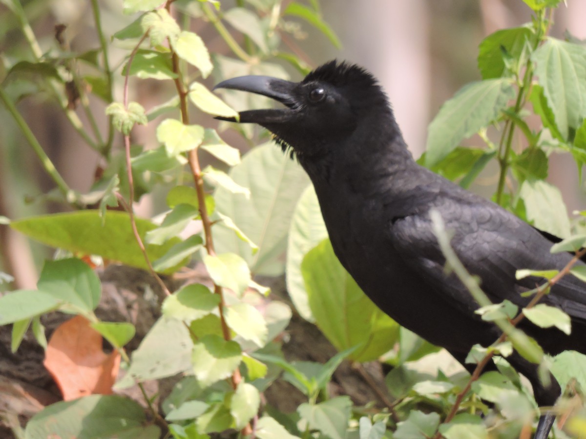 Large-billed Crow (Indian Jungle) - ML100450471