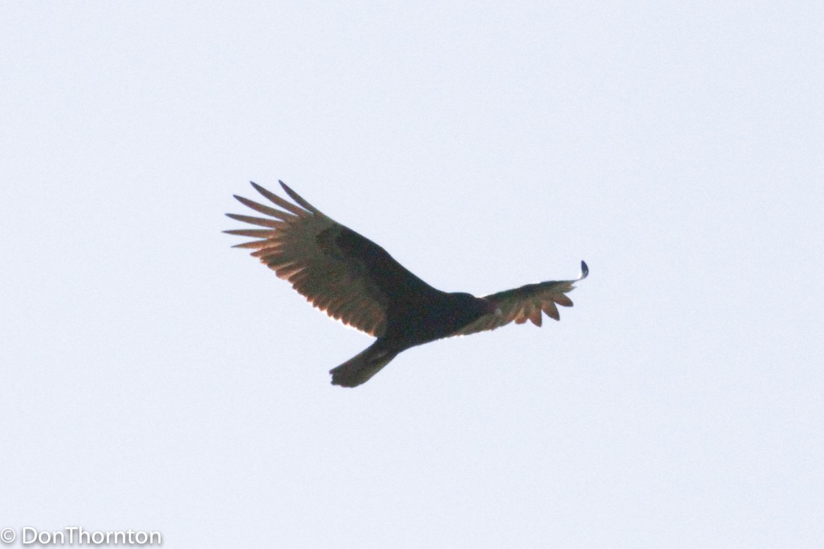 Turkey Vulture - margeNdon thornton