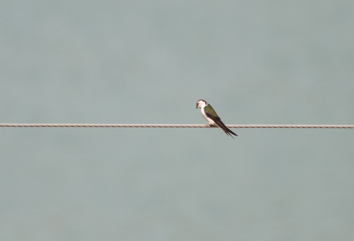 Violet-green Swallow - ML100454631
