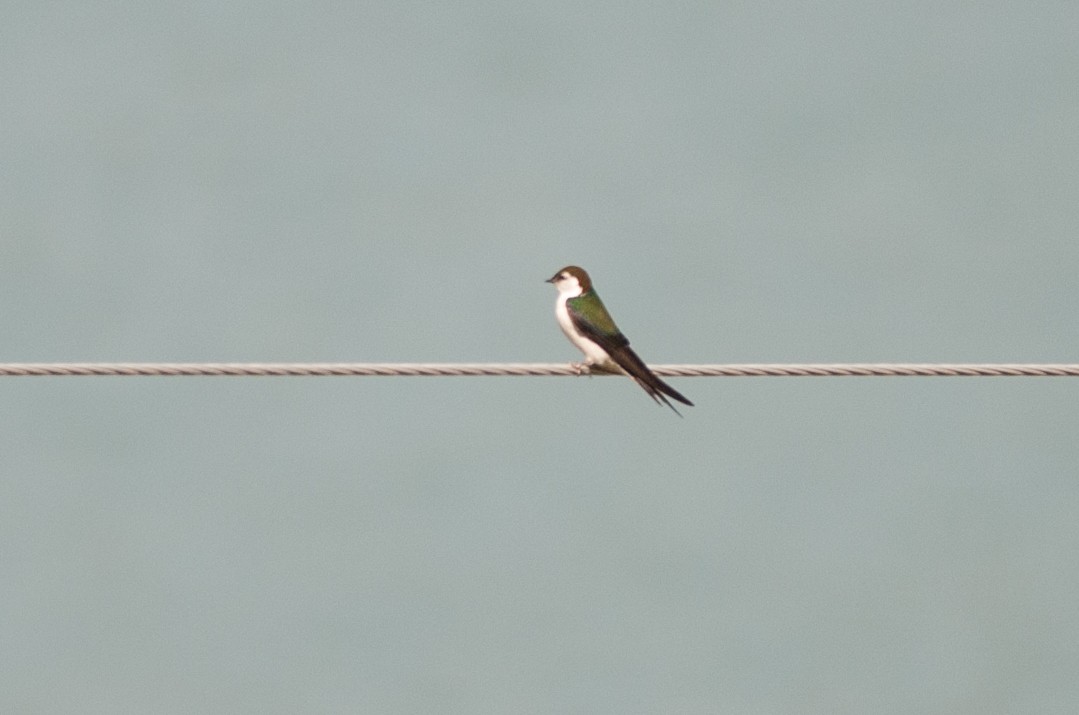 Violet-green Swallow - ML100454641