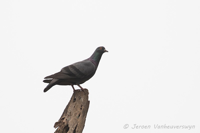 Rock Pigeon (Wild type) - Jeroen Vanheuverswyn