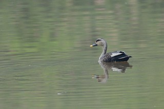 Indian Spot-billed Duck, ML100456281