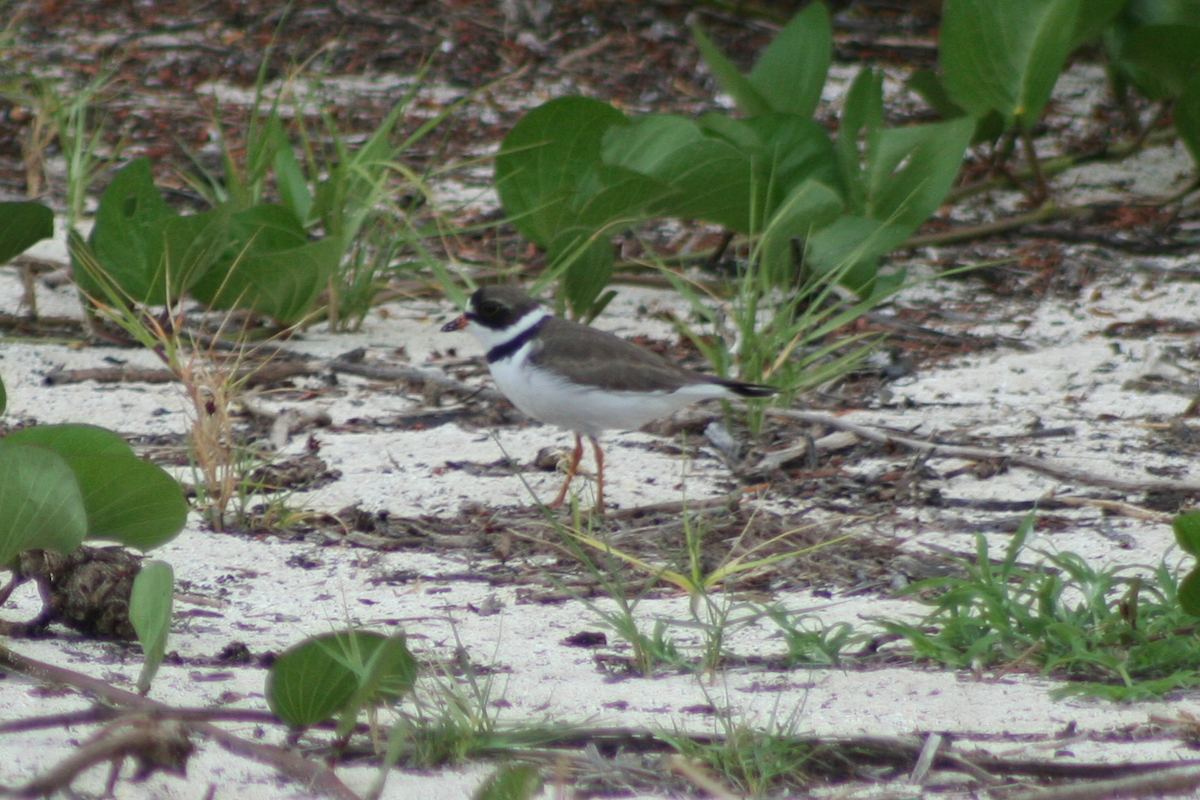 Semipalmated Plover - ML100457451