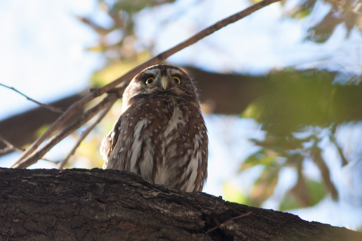 Austral Pygmy-Owl - ML100458901