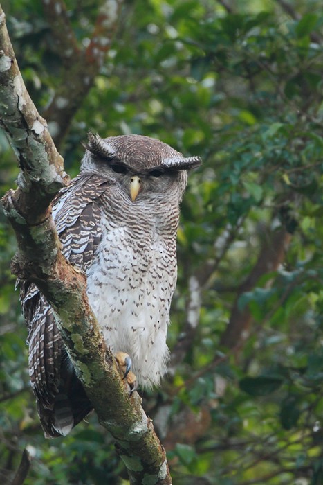 Barred Eagle-Owl - Boas Emmanuel