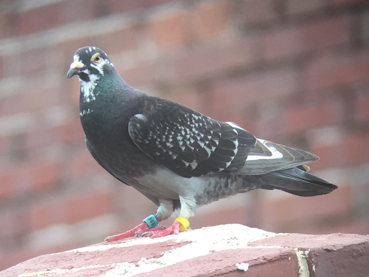 Rock Pigeon (Feral Pigeon) - David Simpson