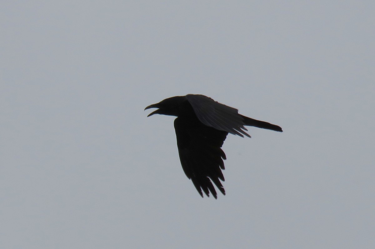 Common Raven - David Dowell