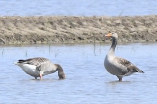Graylag Goose (European), ML100462271