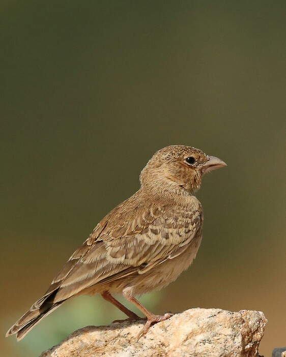 Ashy-crowned Sparrow-Lark - Rahul  Singh