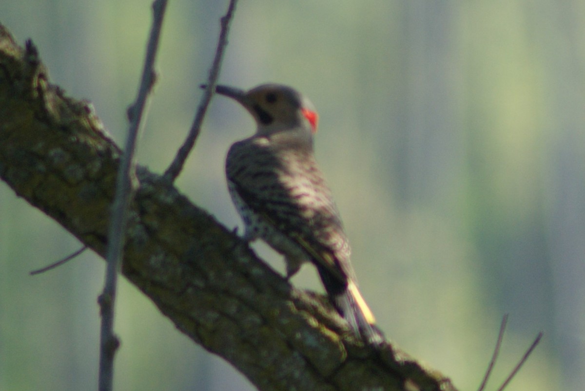 Northern Flicker (Yellow-shafted) - Ethan Kibbey