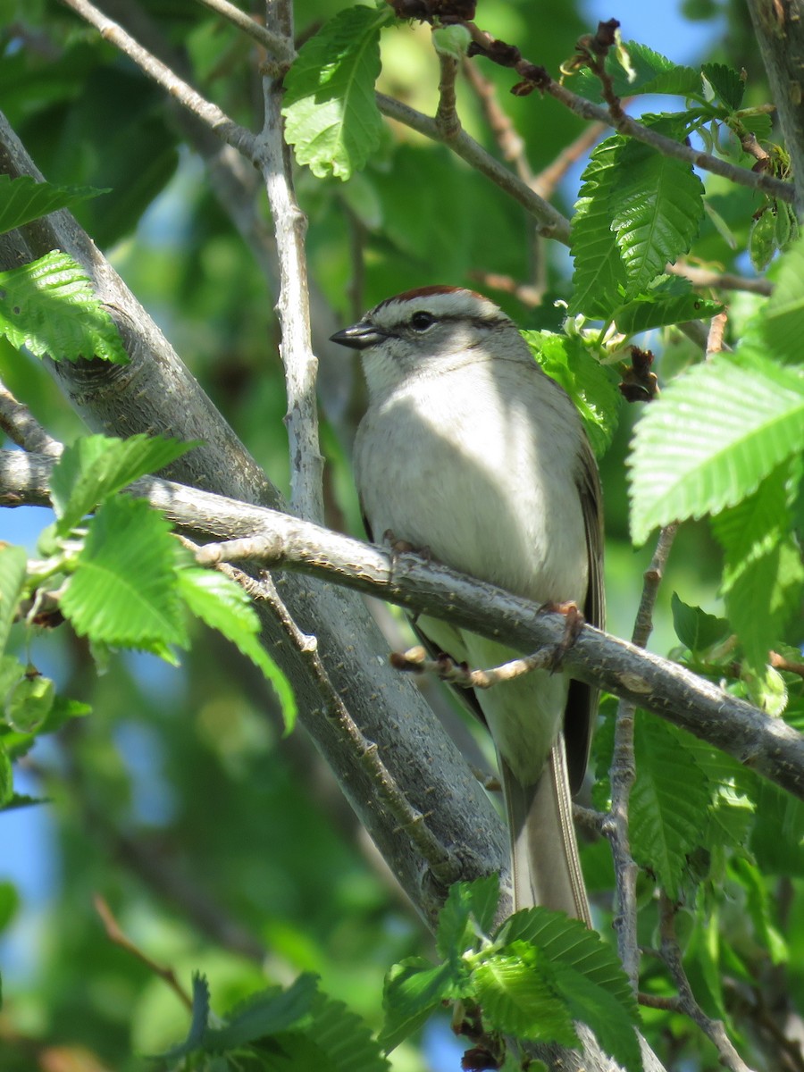 Chipping Sparrow - ML100463971