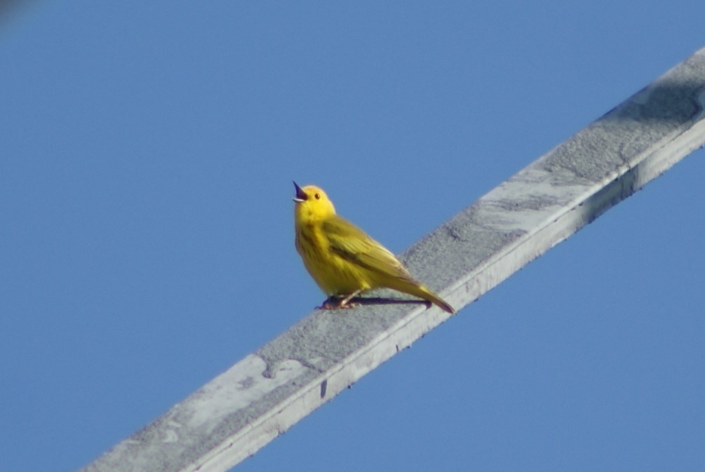 Yellow Warbler - ML100464121