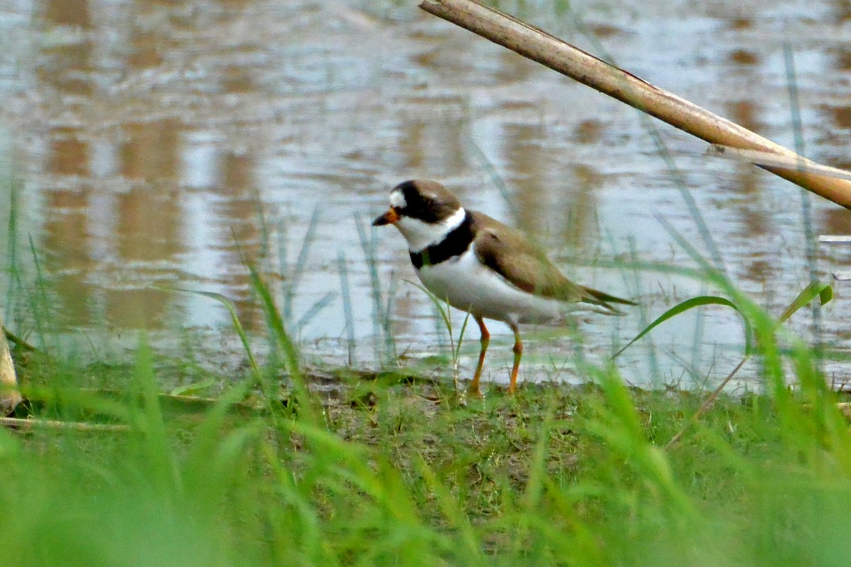Semipalmated Plover - Clint Murray