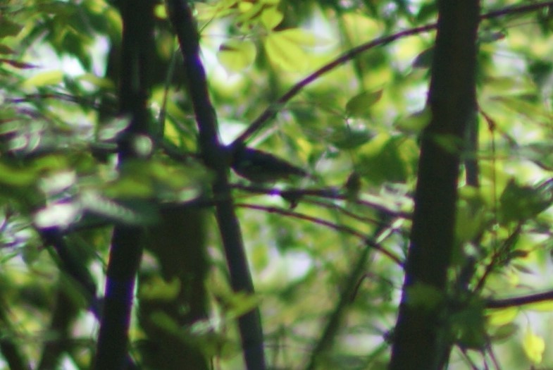 Black-throated Blue Warbler - Ethan Kibbey