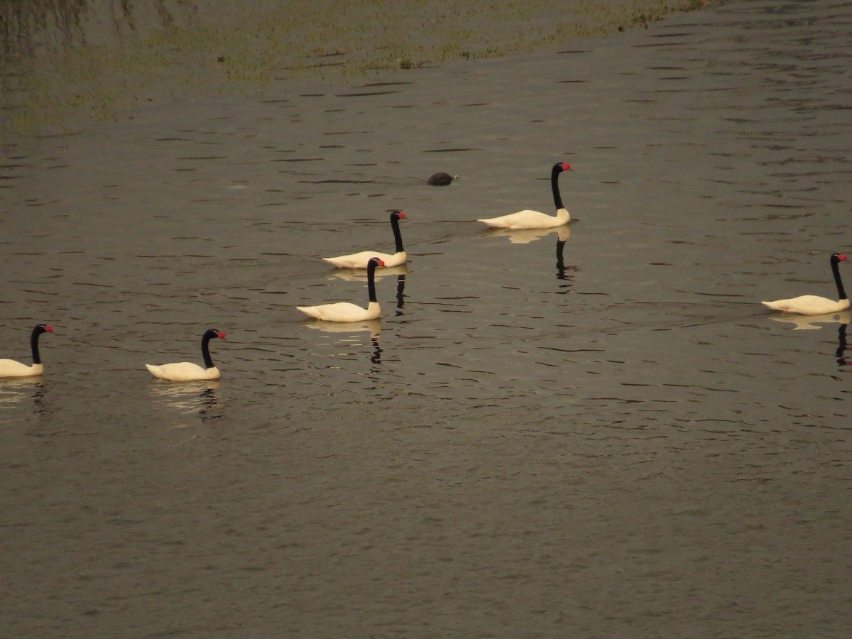 Black-necked Swan - Franco Elgueta R