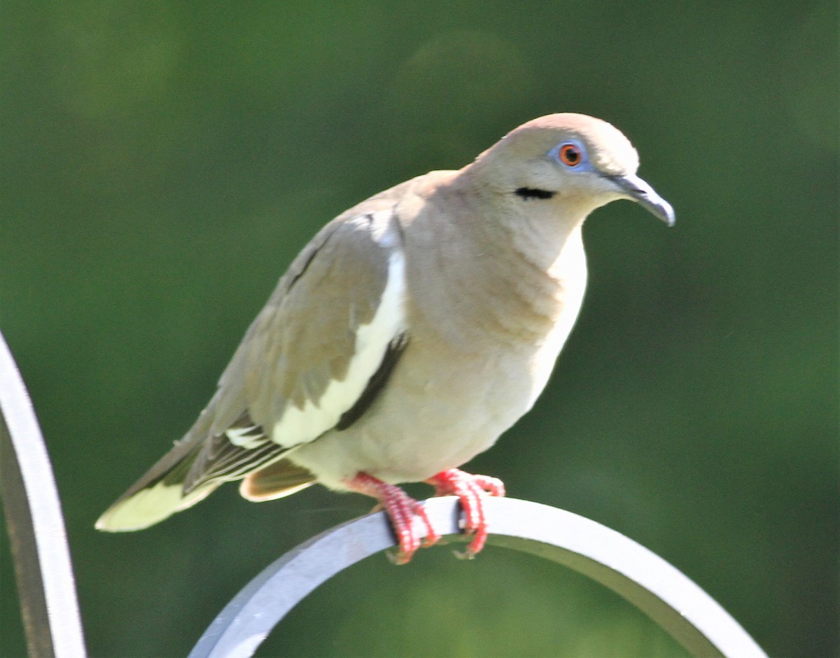 White-winged Dove - ML100466861