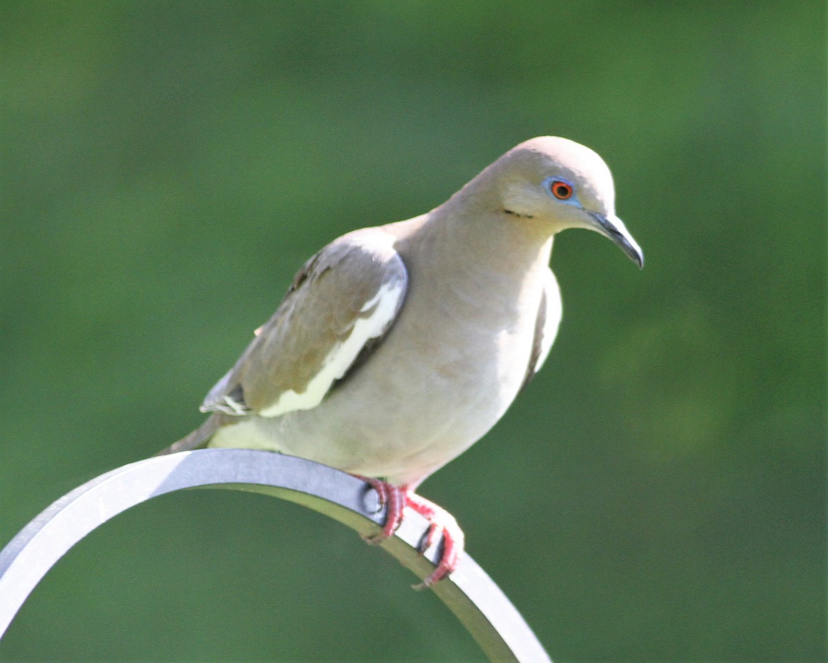 White-winged Dove - ML100466871