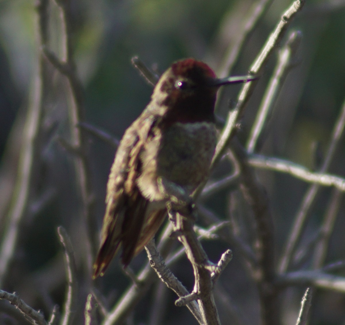 Anna's Hummingbird - ML100469661